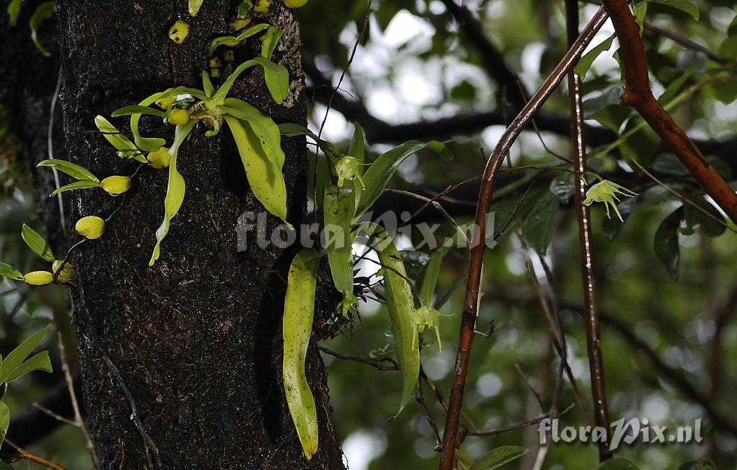 Aeranthes arachnitis