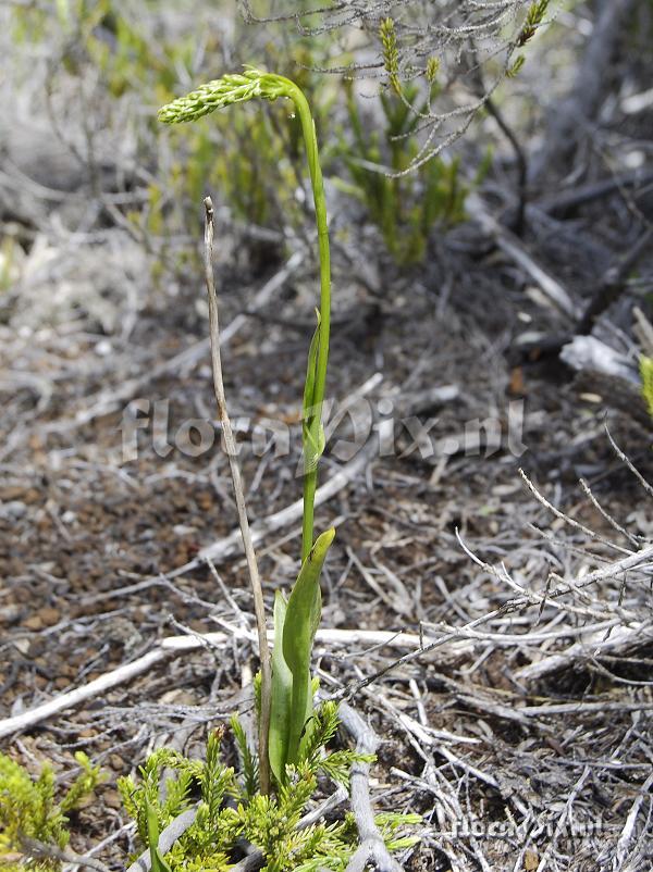 Benthamia spiralis