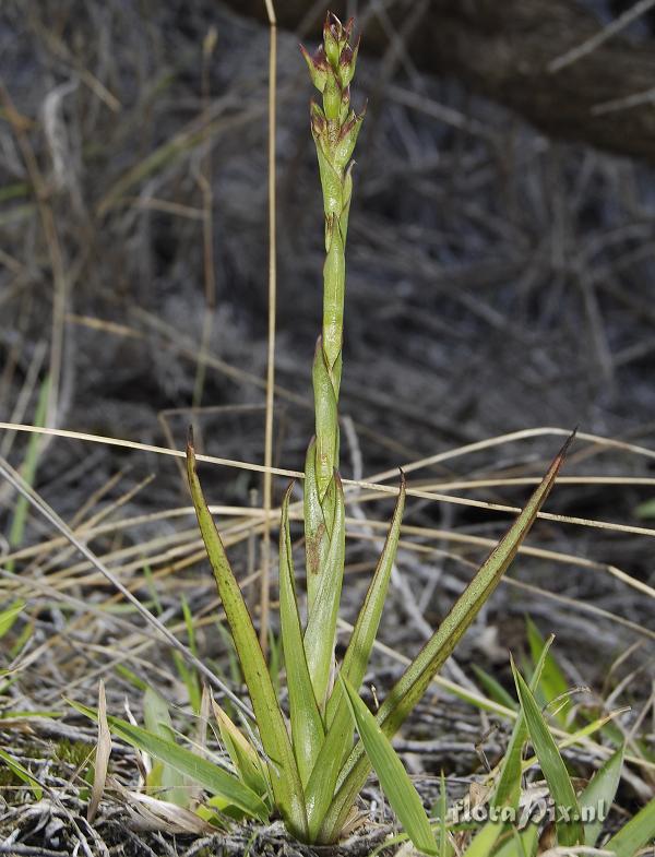 Disa borbonica