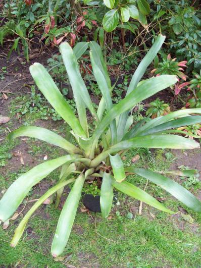 Bromeliaceae (ID required)
