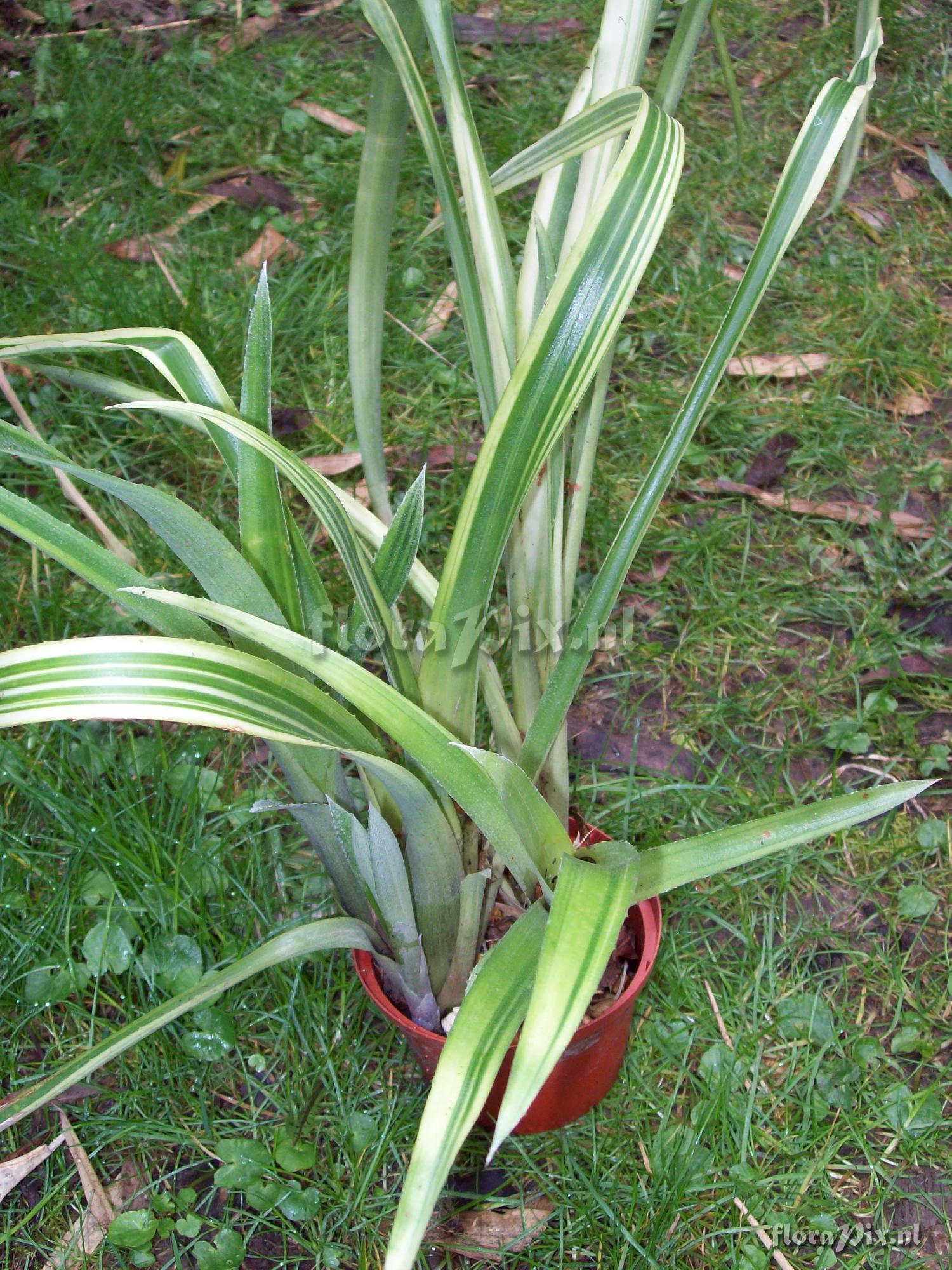 Billbergia