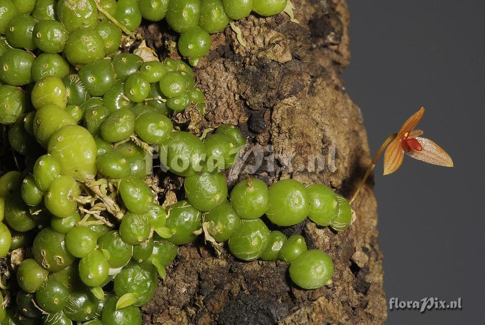 Bulbophyllum moniliforme