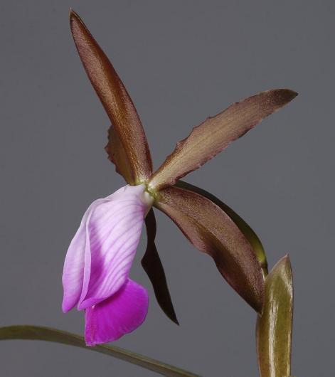 Cattleya dormaniana