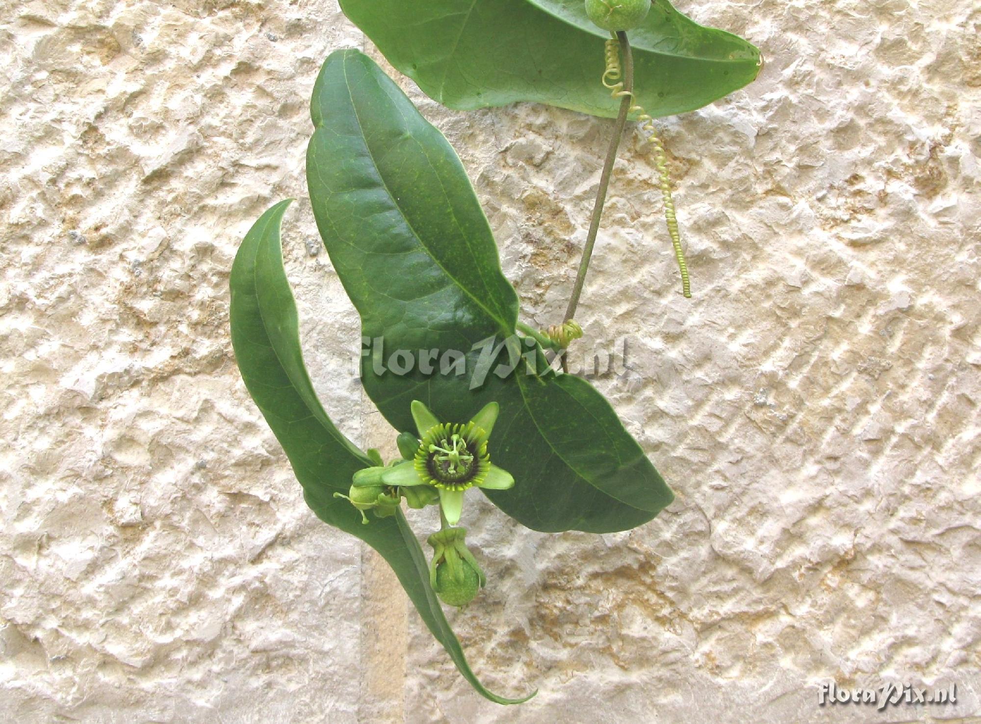 Passiflora coriacea