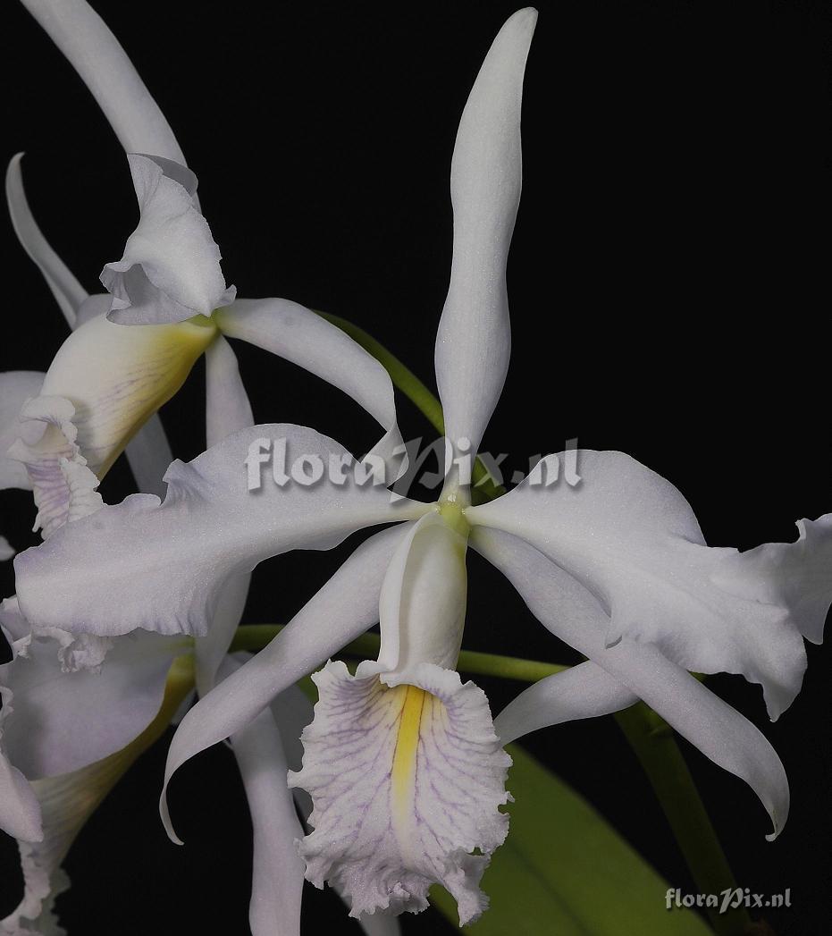 Cattleya maxima coerulea 