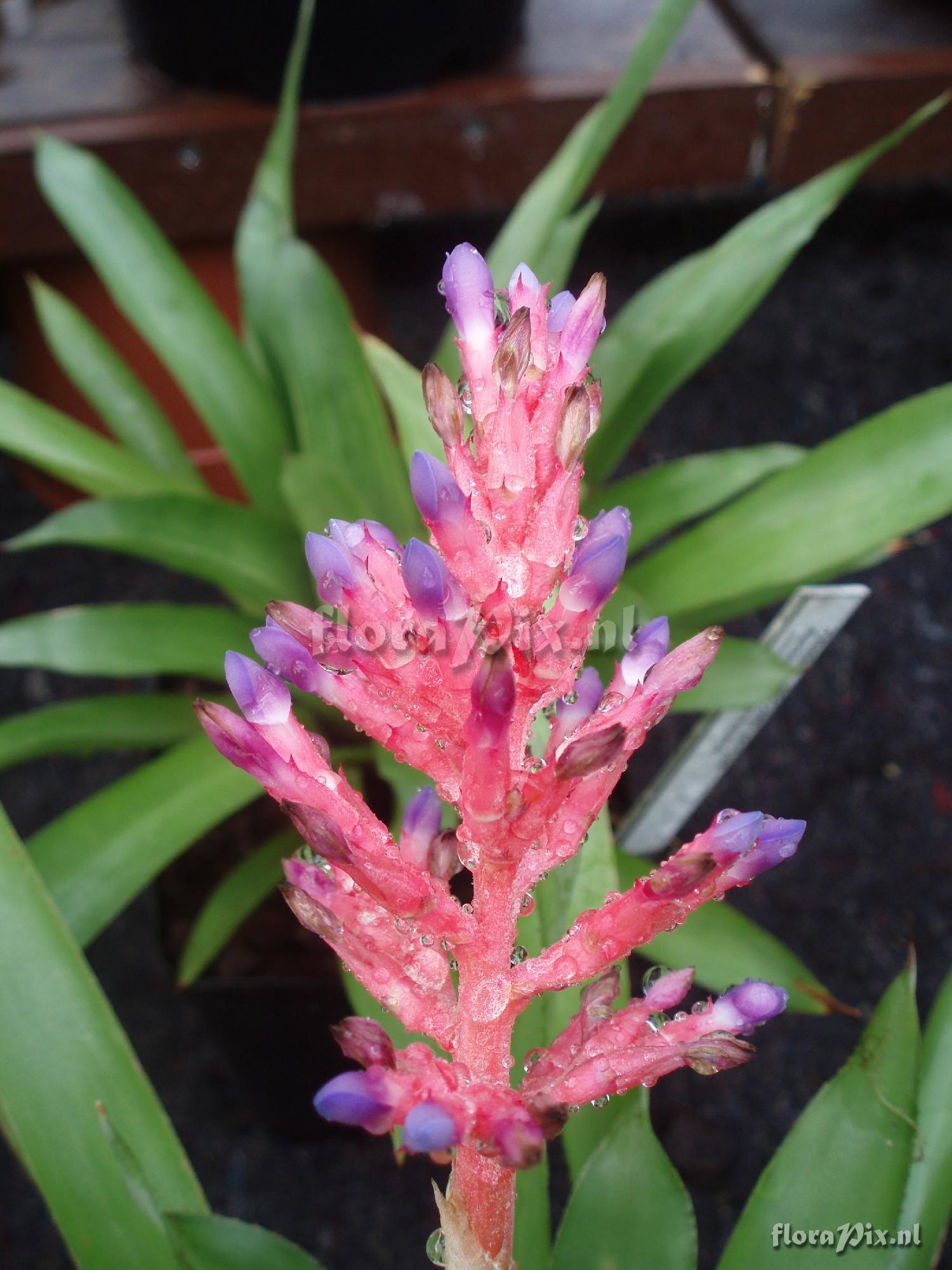 Aechmea distichantha var. glaziovii