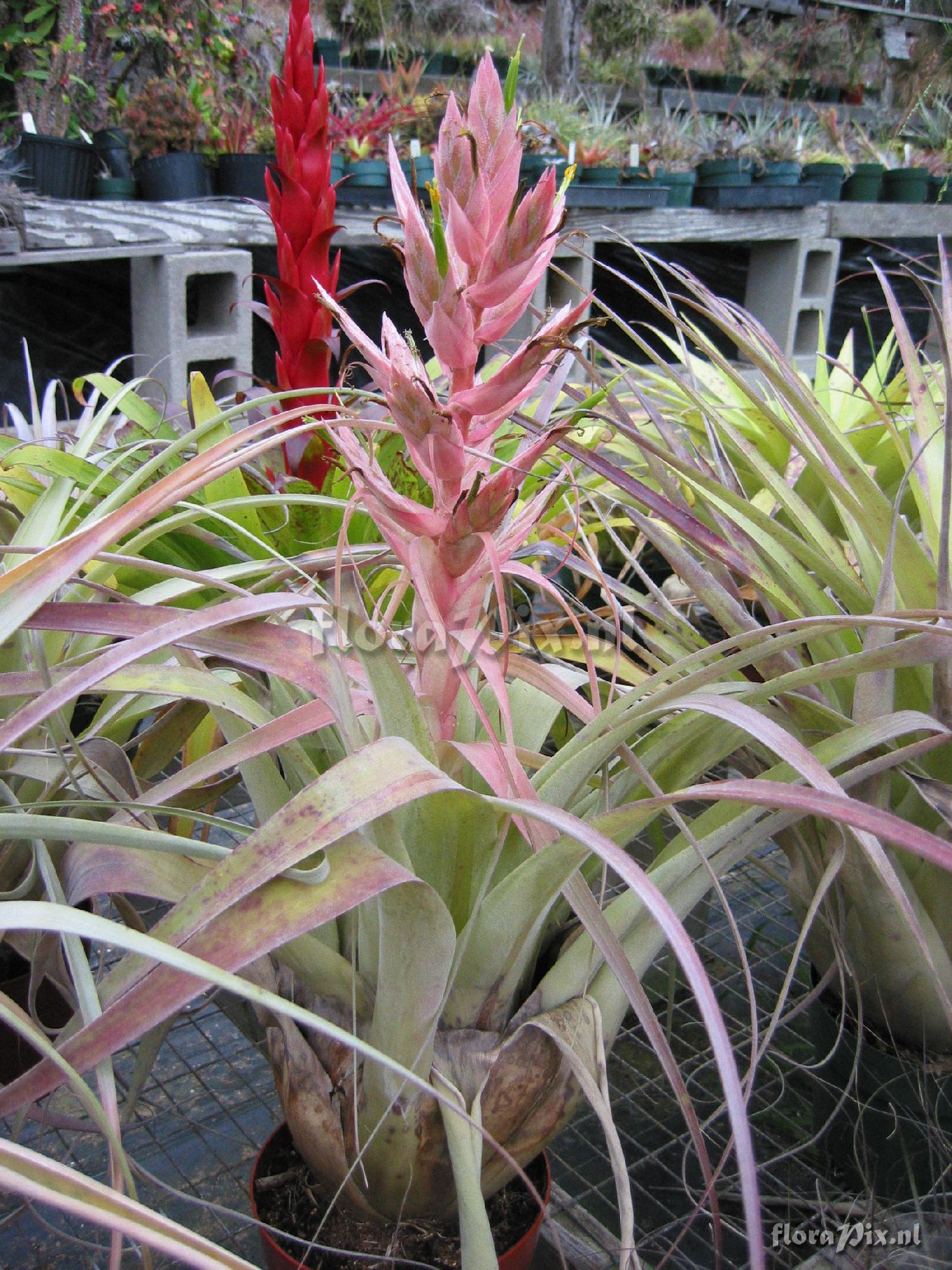 Tillandsia bourgaei