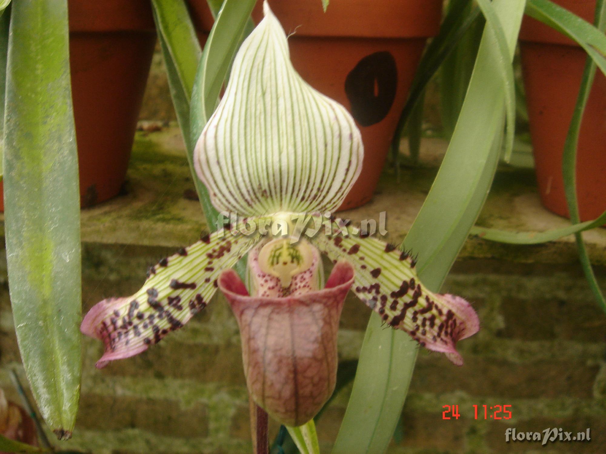 Paphiopedilum argus