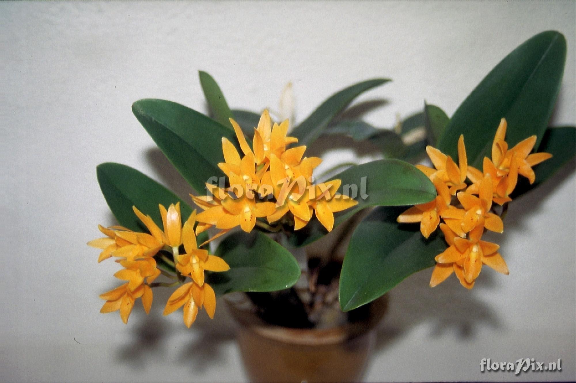 Cattleya auriantica 