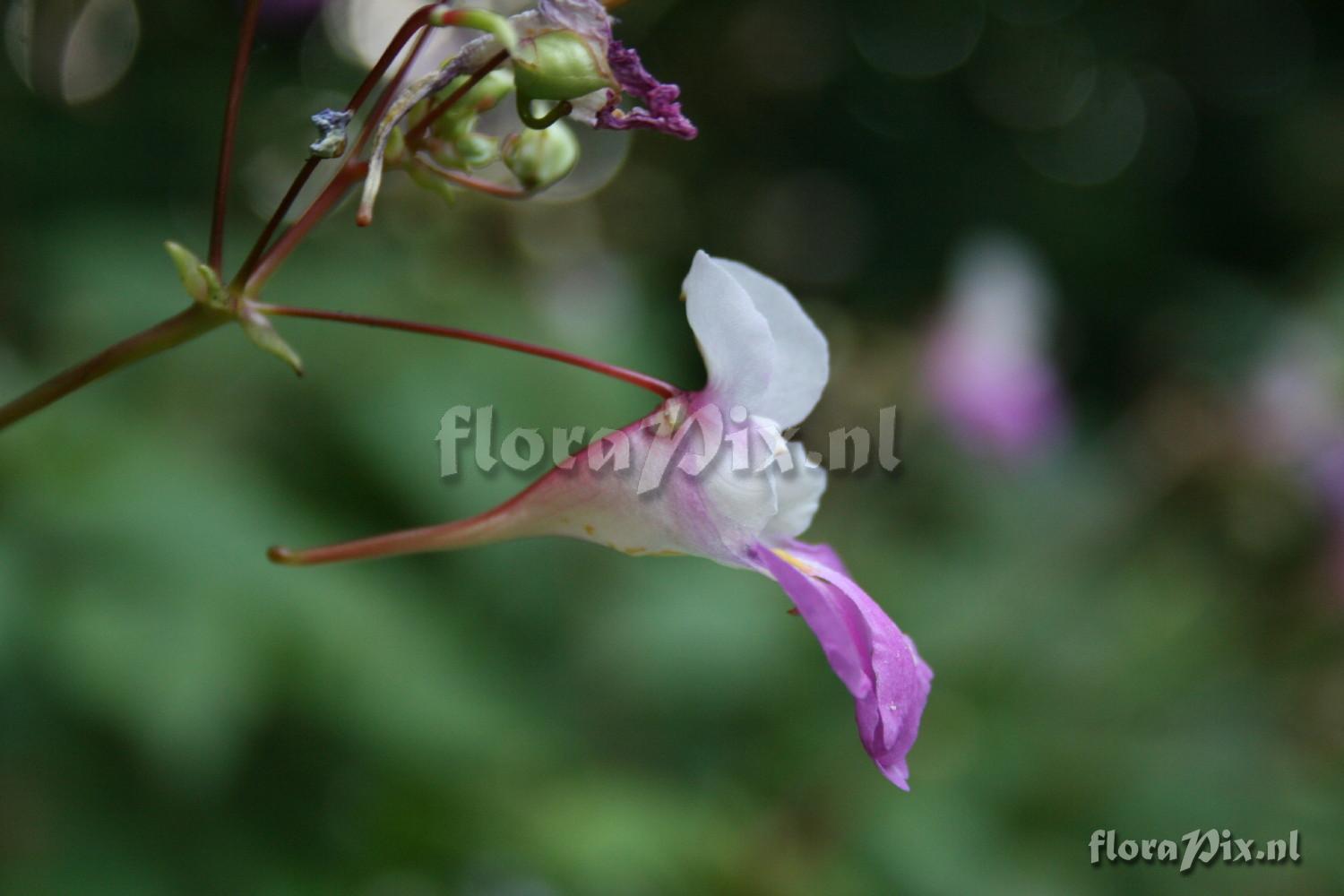 Impatiens balfourii