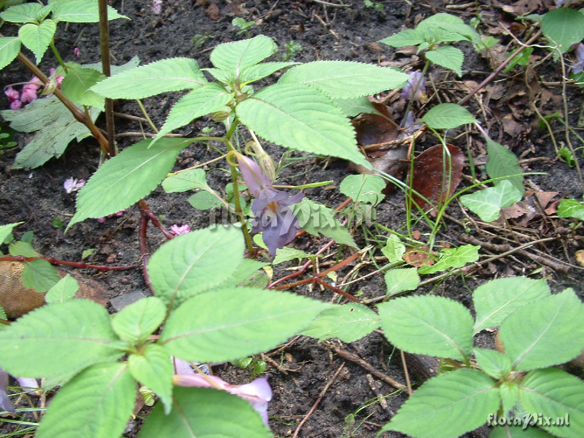 Impatiens arguta