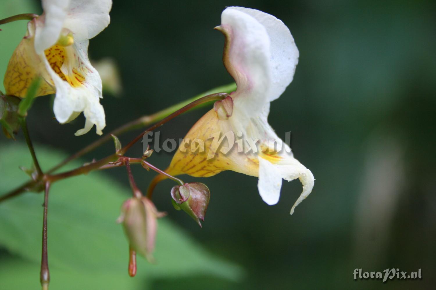 Impatiens edgeworthii f. 