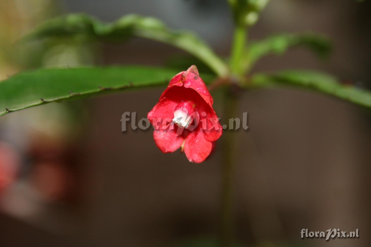 Impatiens eriosperma