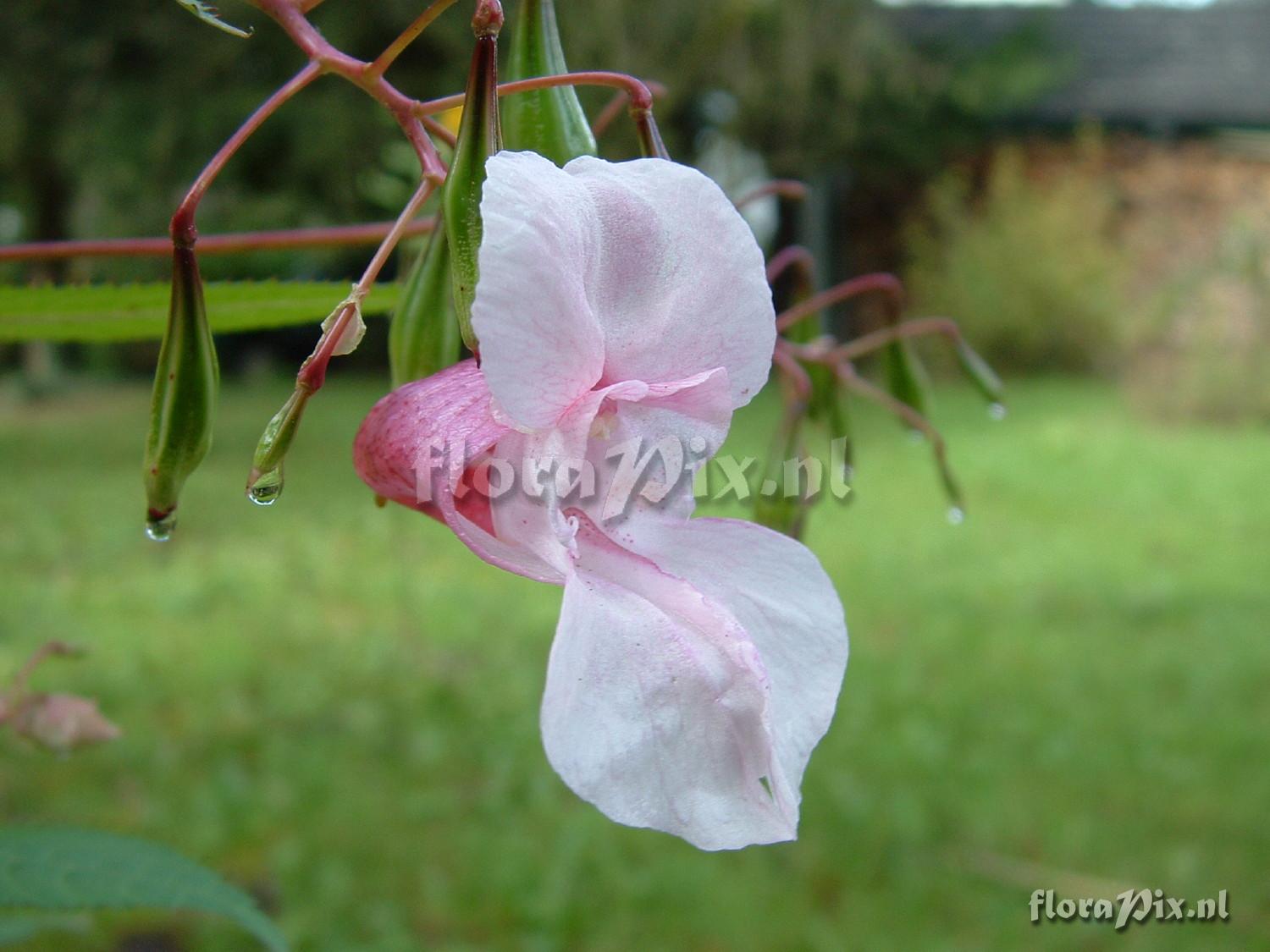 Impatiens glandilufera