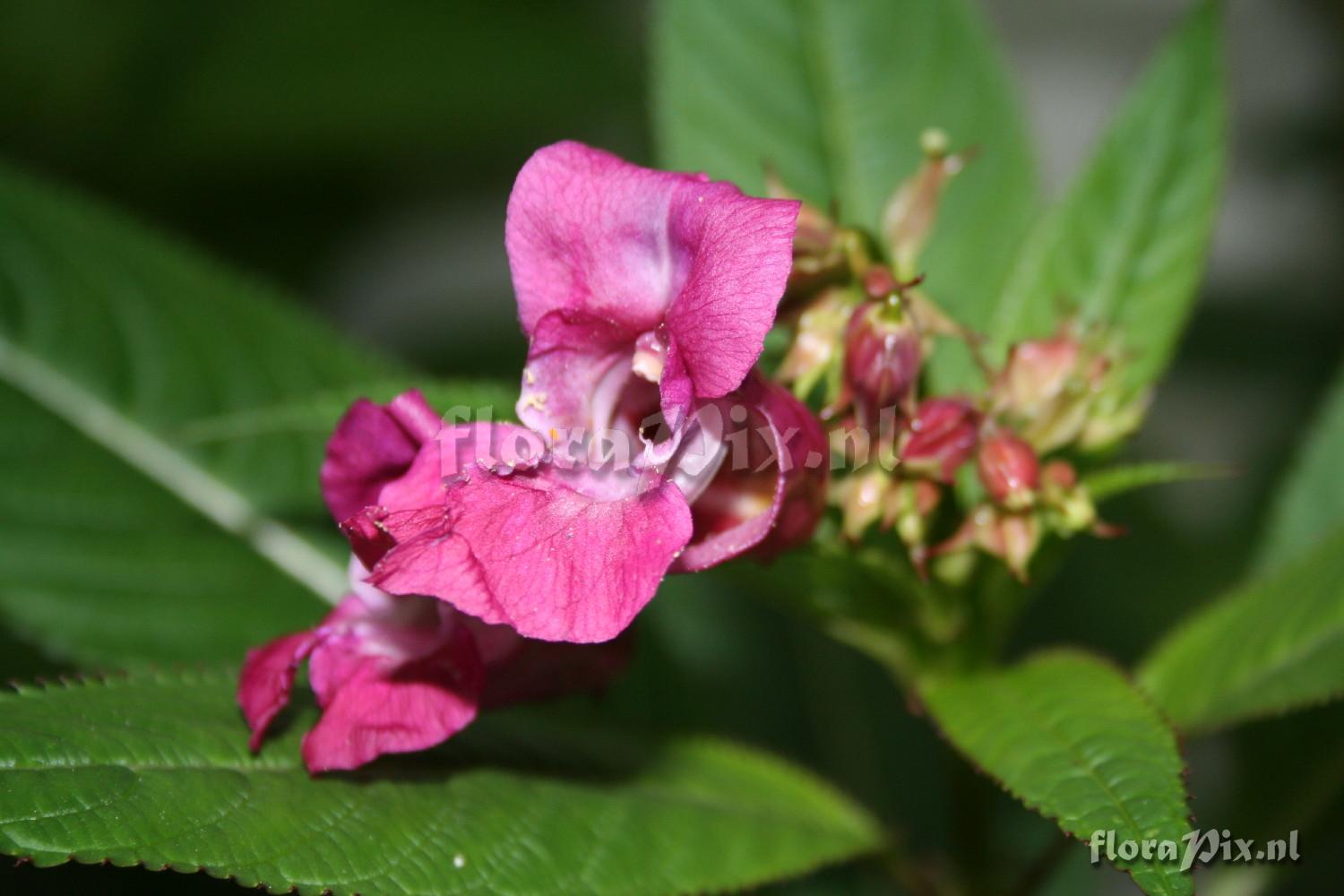 Impatiens glandilufera