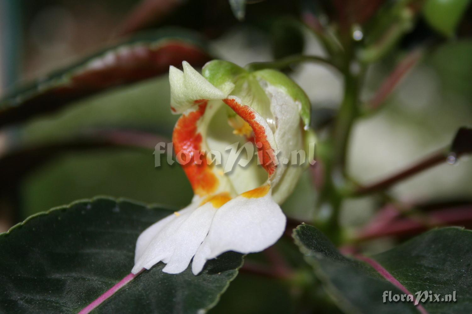 Impatiens morsei