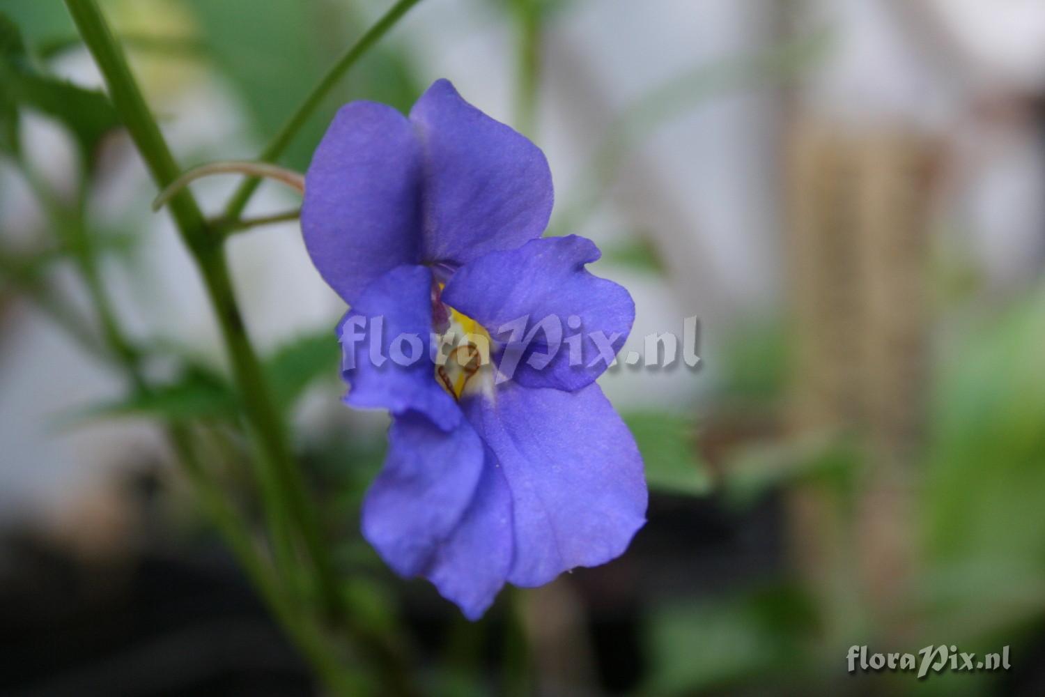 Impatiens namchabarwensis