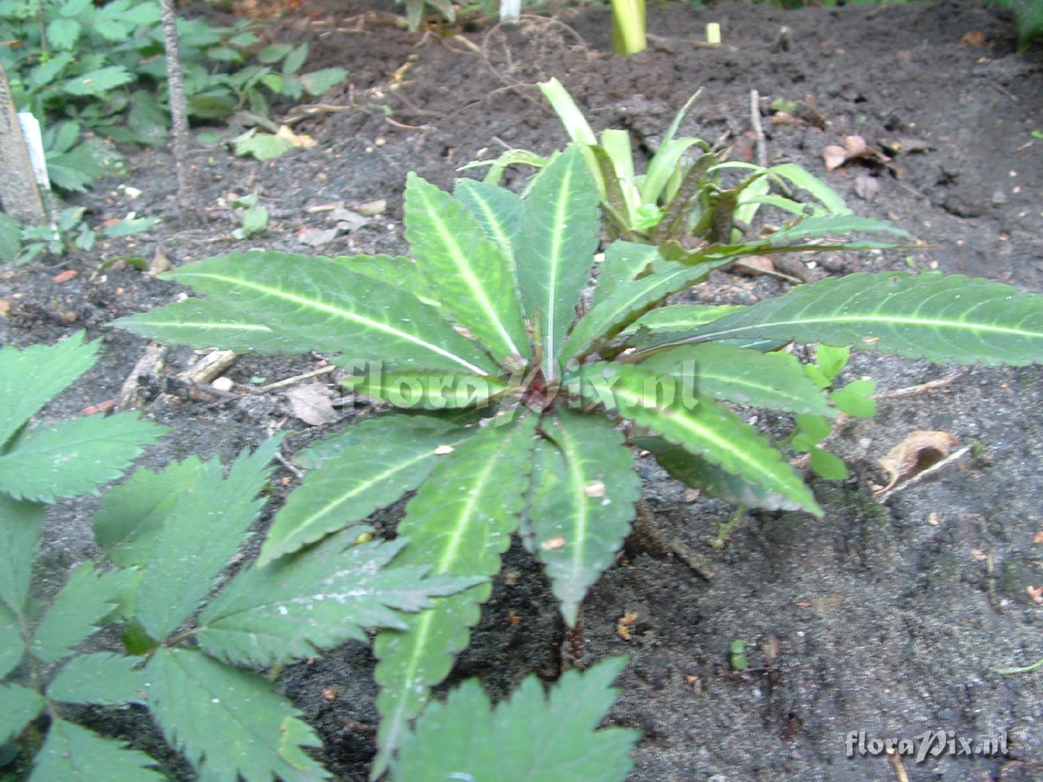 Impatiens omeiana