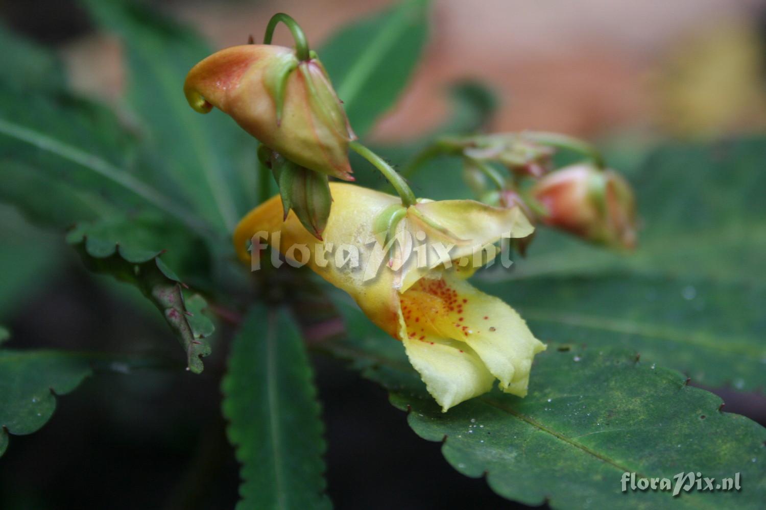 Impatiens omeiana