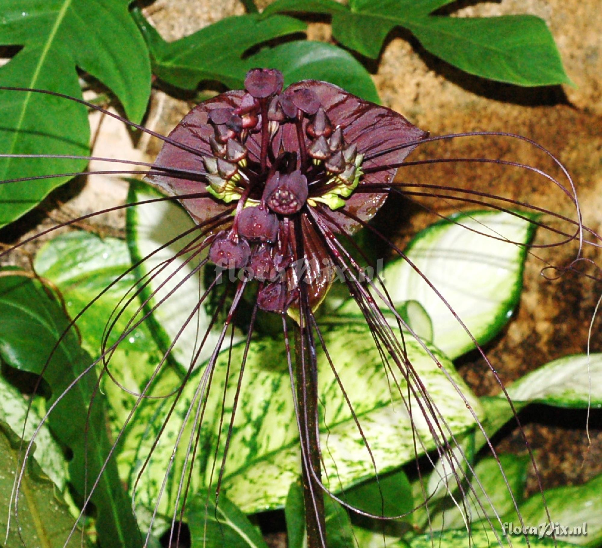 Tacca sp.