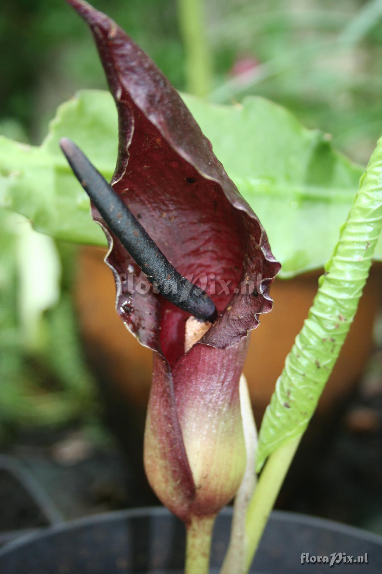 Typhonium giganteum