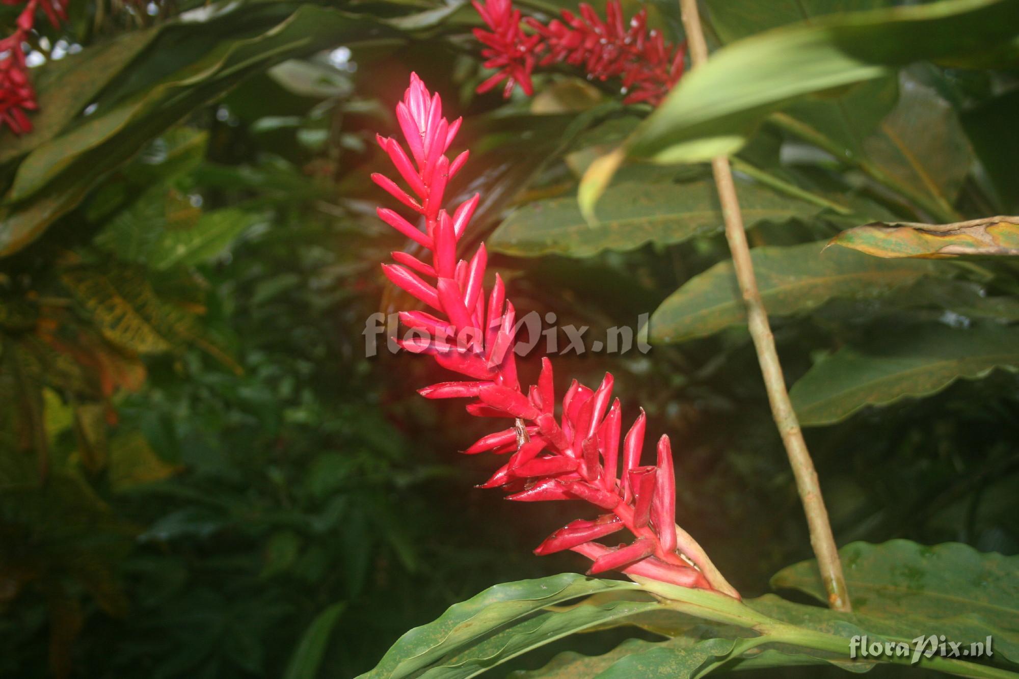 Alpinia purpurata