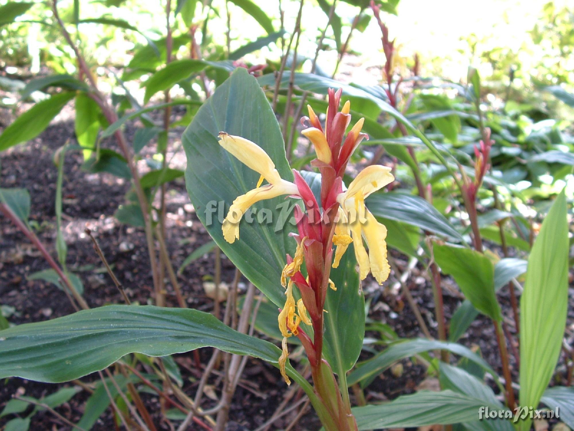 Cautleya spicata