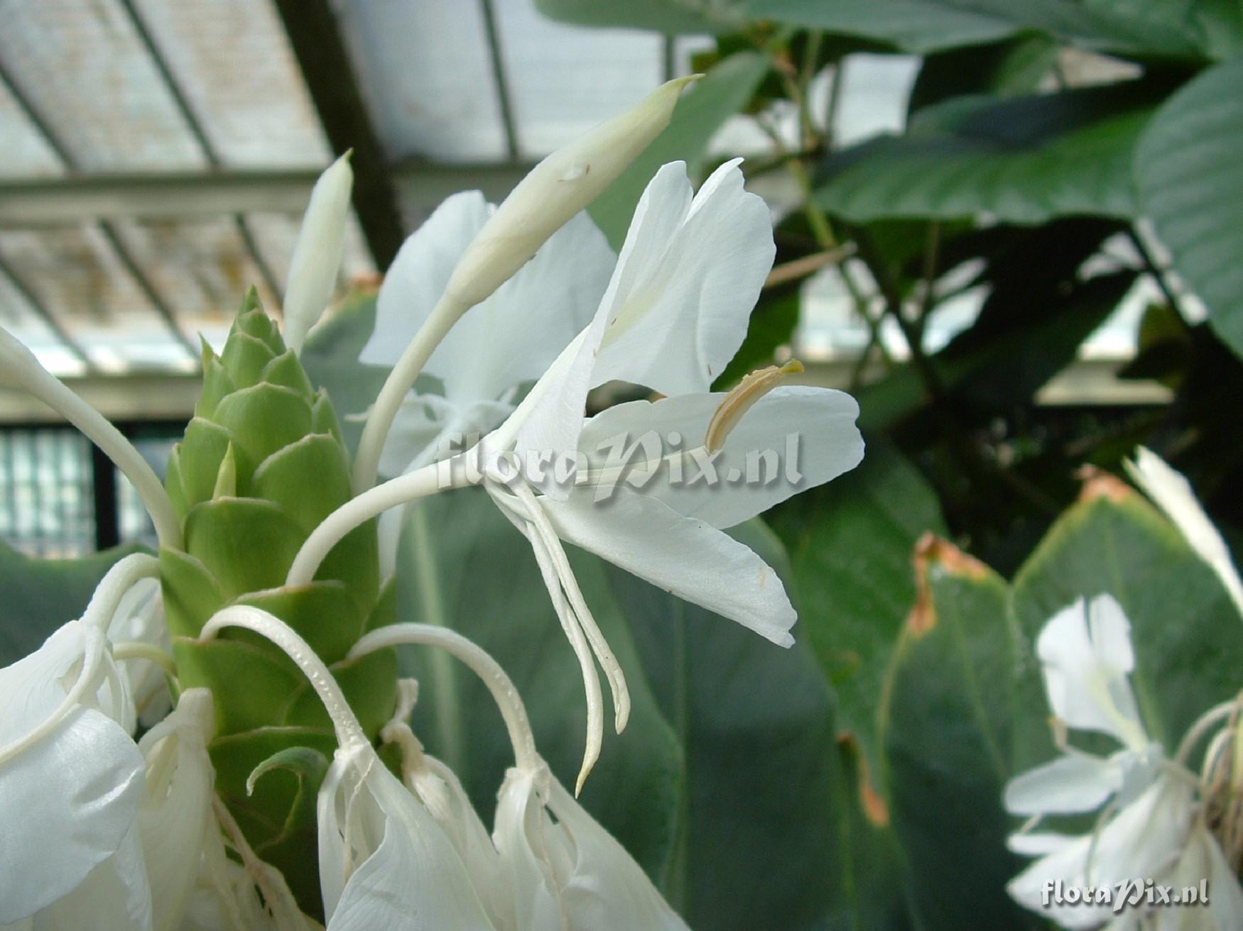 Hedychium coronarium