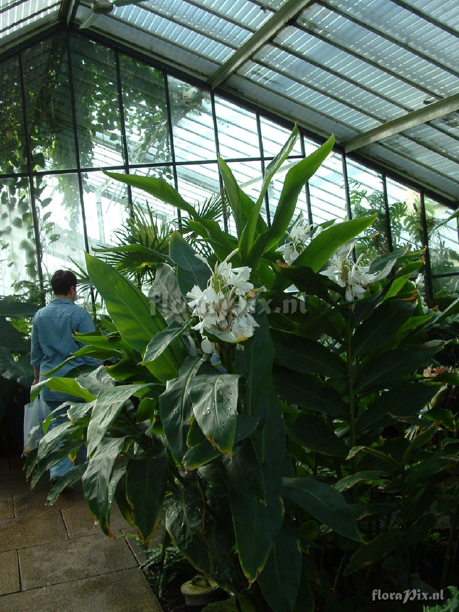 Hedychium coronarium