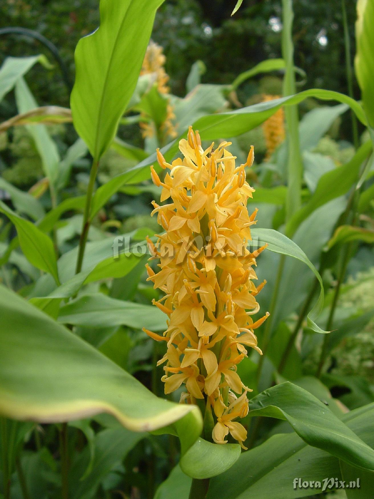 Hedychium densiflorum