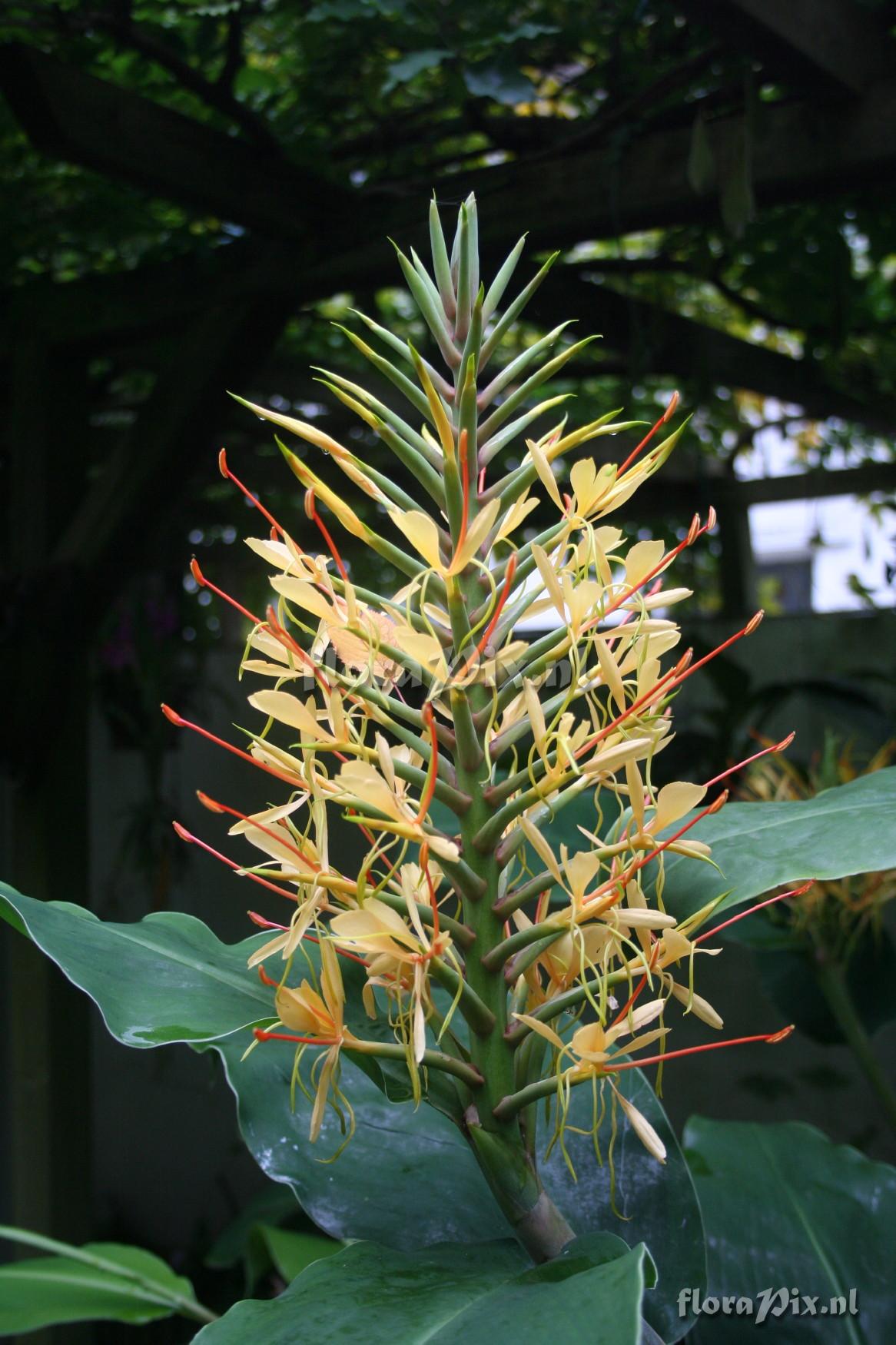 Hedychium gardnerianum