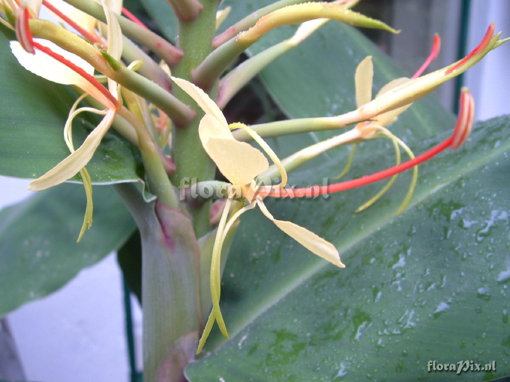 Hedychium gardnerianum