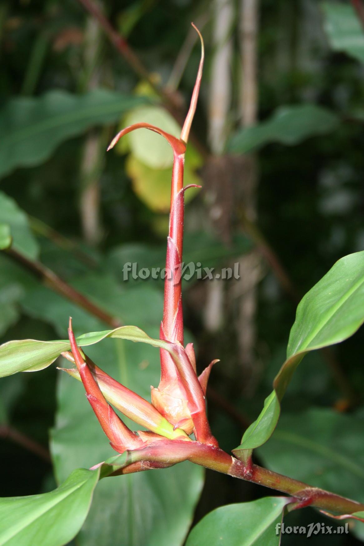 Hedychium greenii