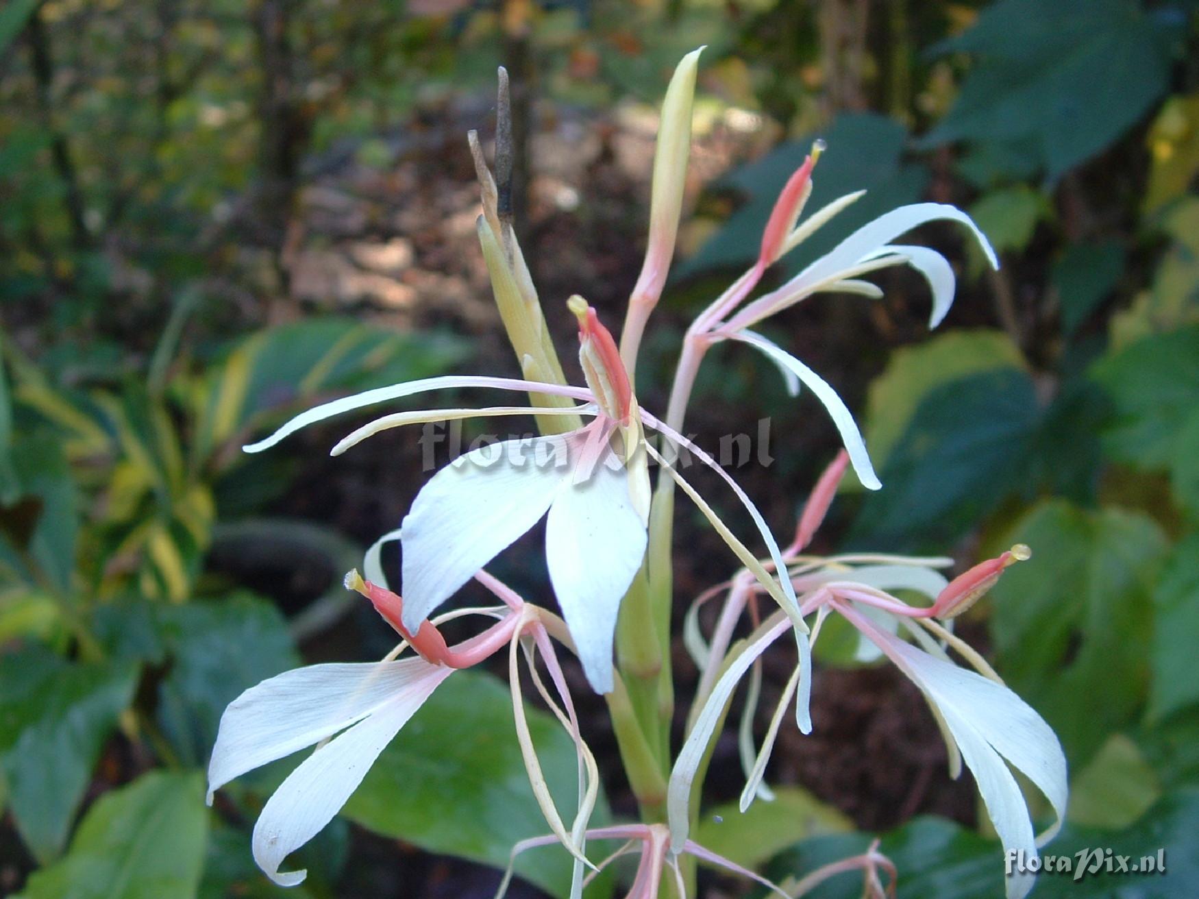 Hedychium spicatum