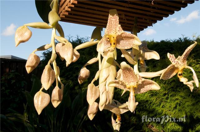 Stanhopea oculata