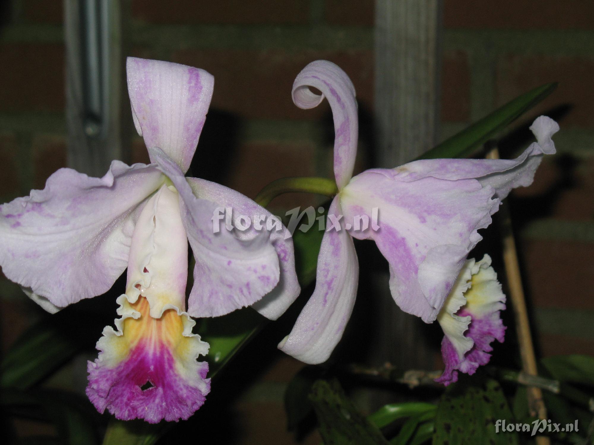 Cattleya mendellii