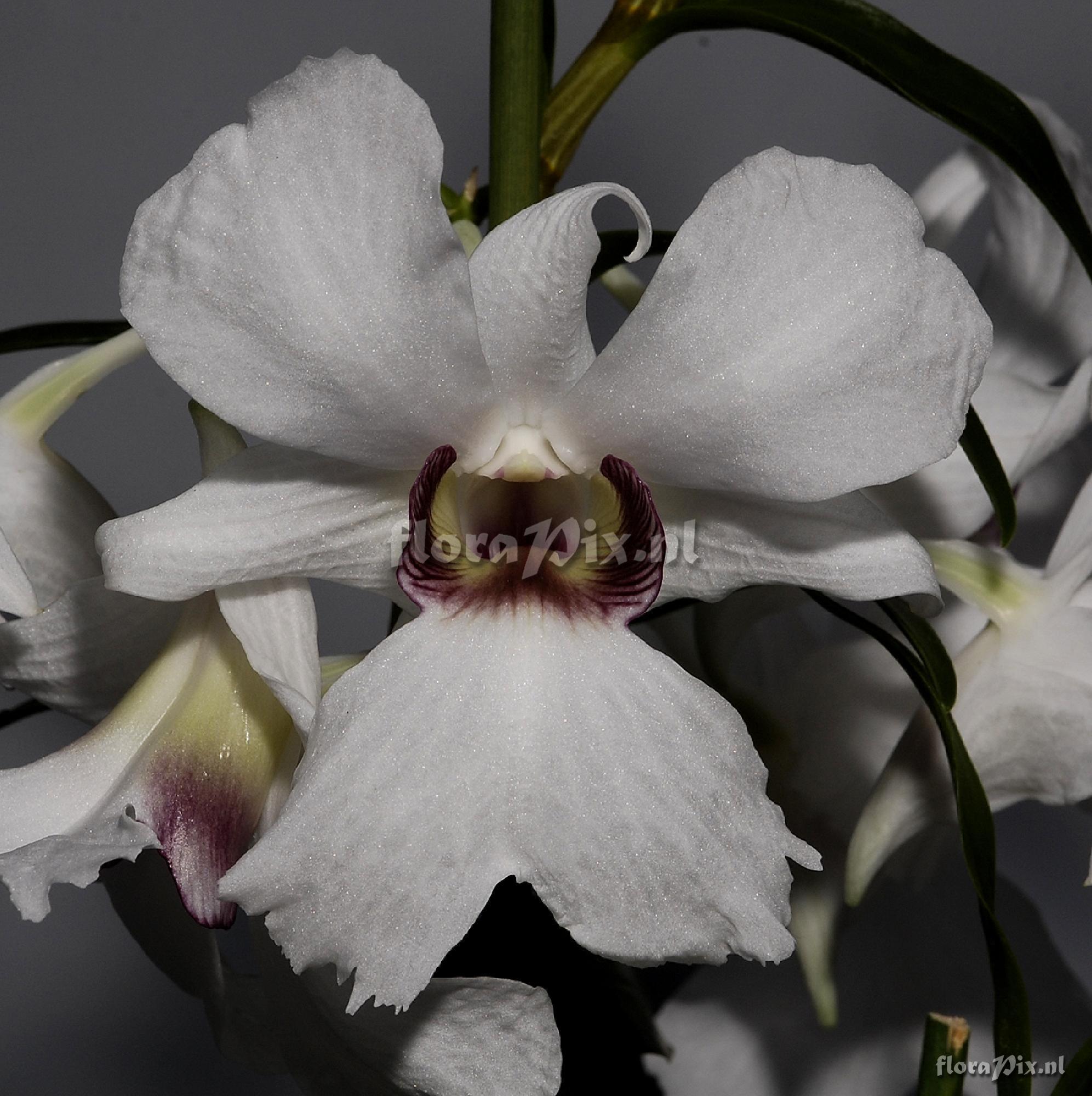 Dendrobium sanderae var. major