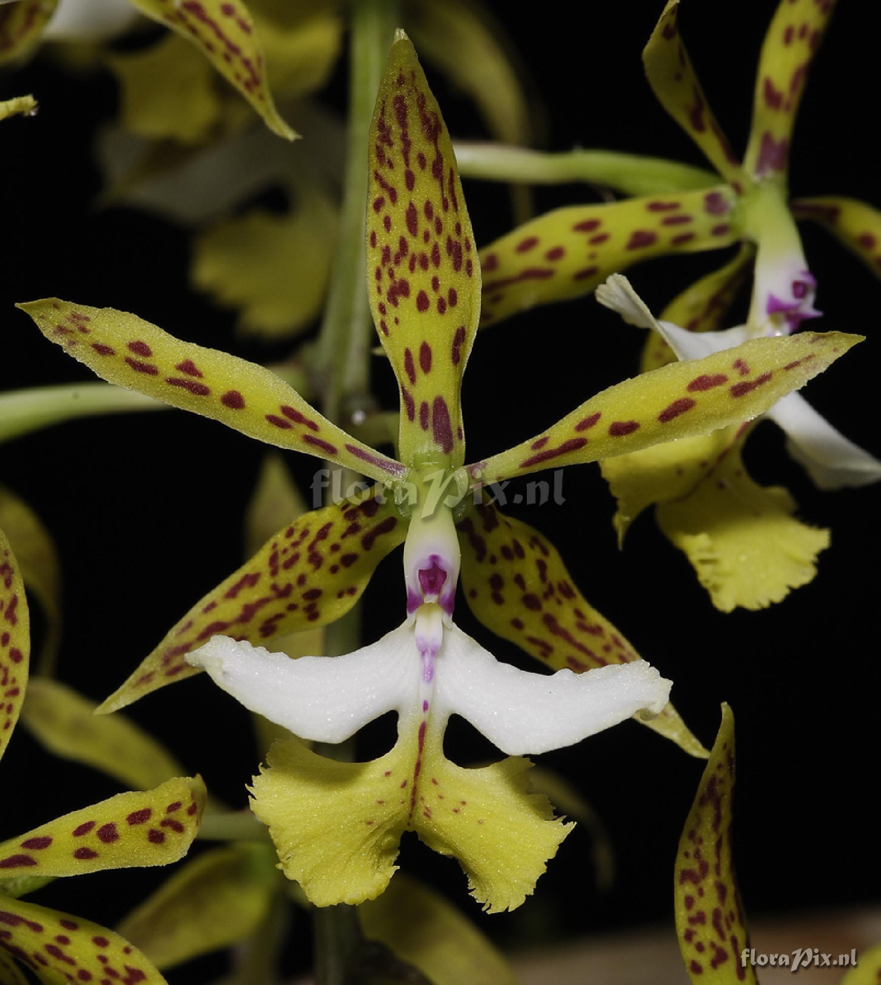 Epidendrum stamfordianum