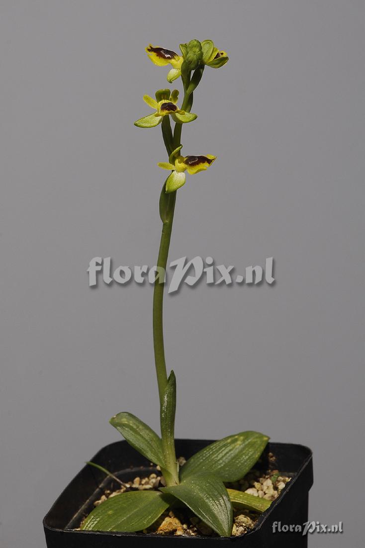 Ophrys lutea subsp. galilaea