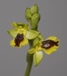 Ophrys lutea subsp. galilaea