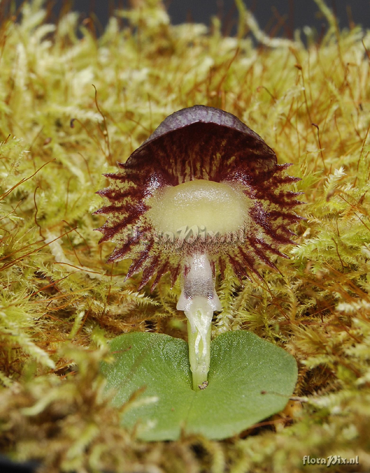 Corybas diemenicus