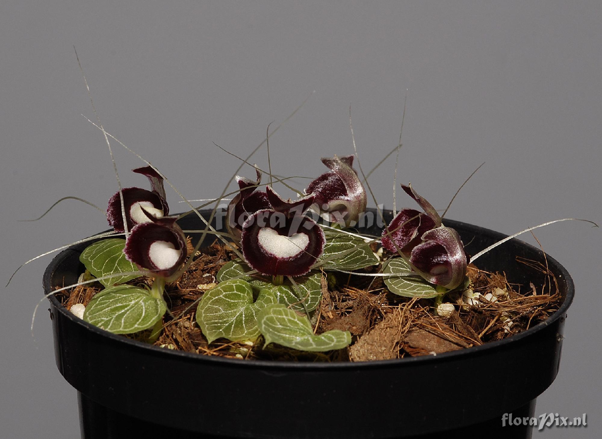 Corybas pictus