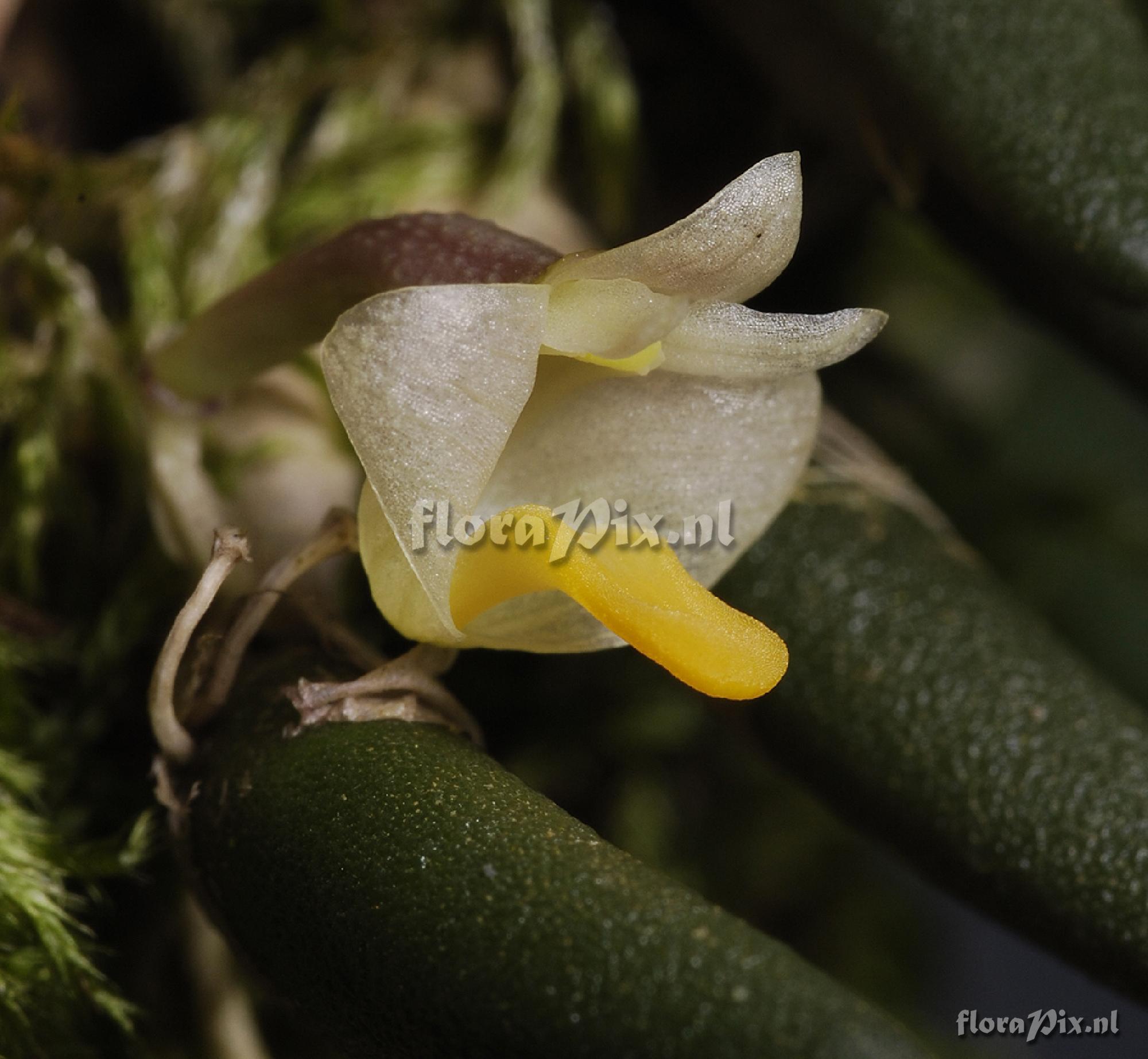 Dendrobium lichenastrum var. prenticei