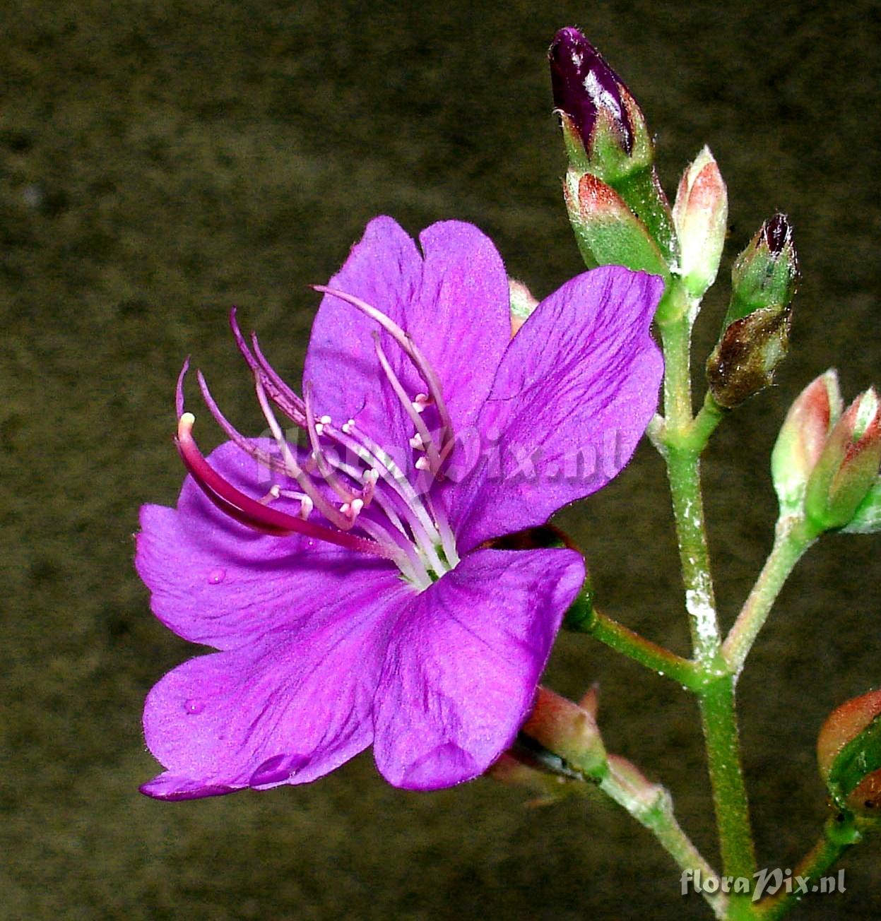 Tibouchina sp. Floral Twig