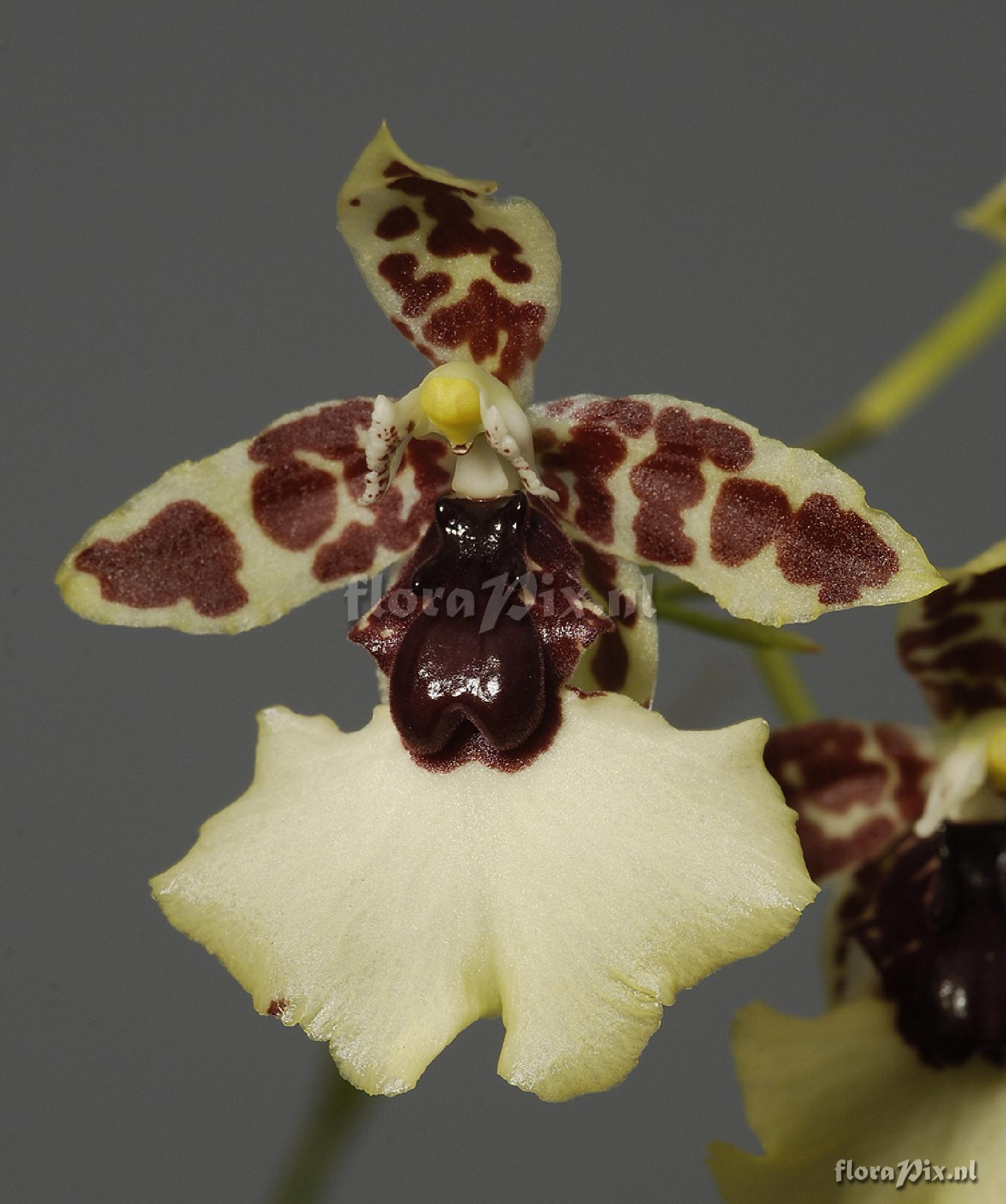 Oncidium dasystyle