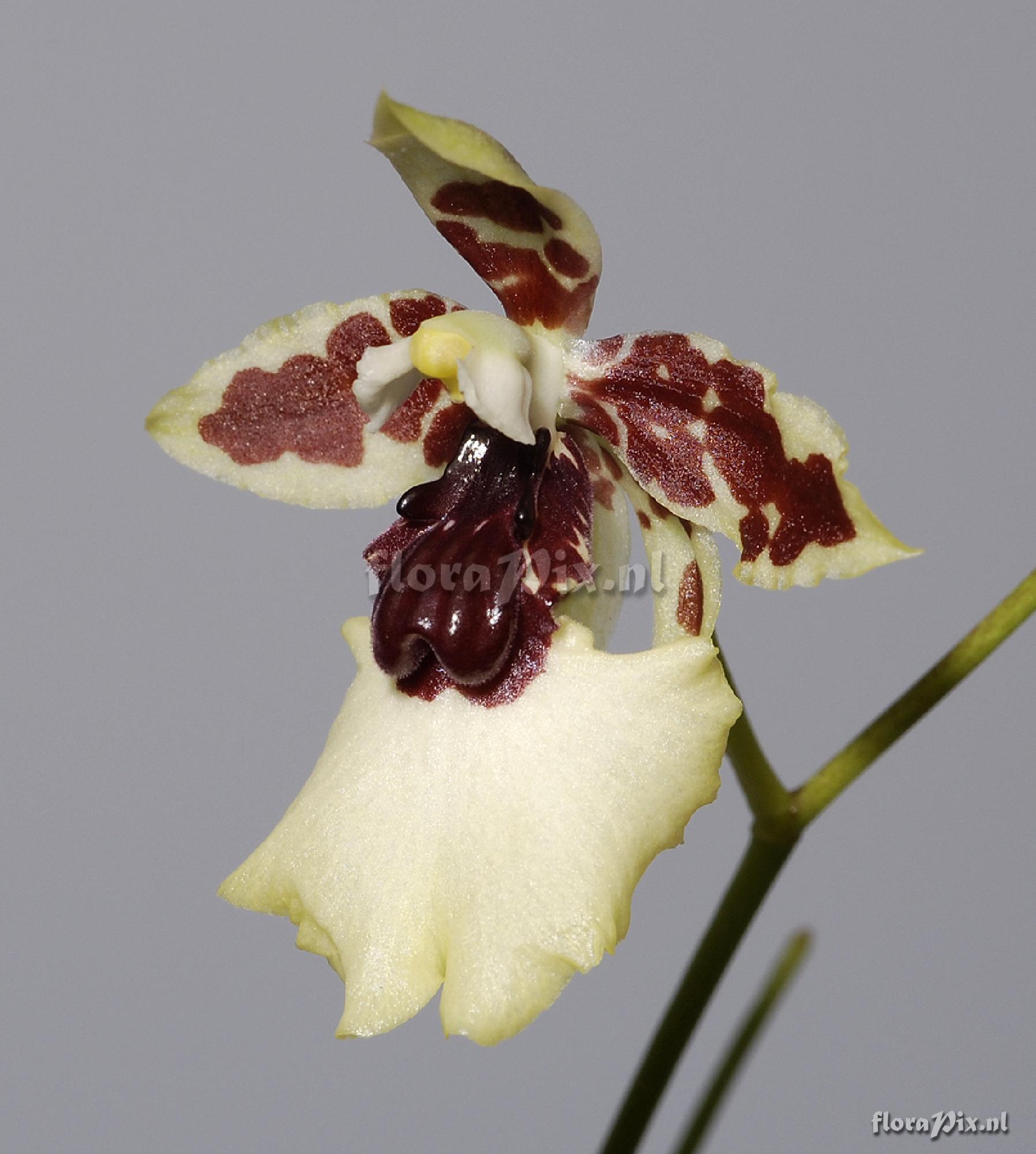 Oncidium dasystyle