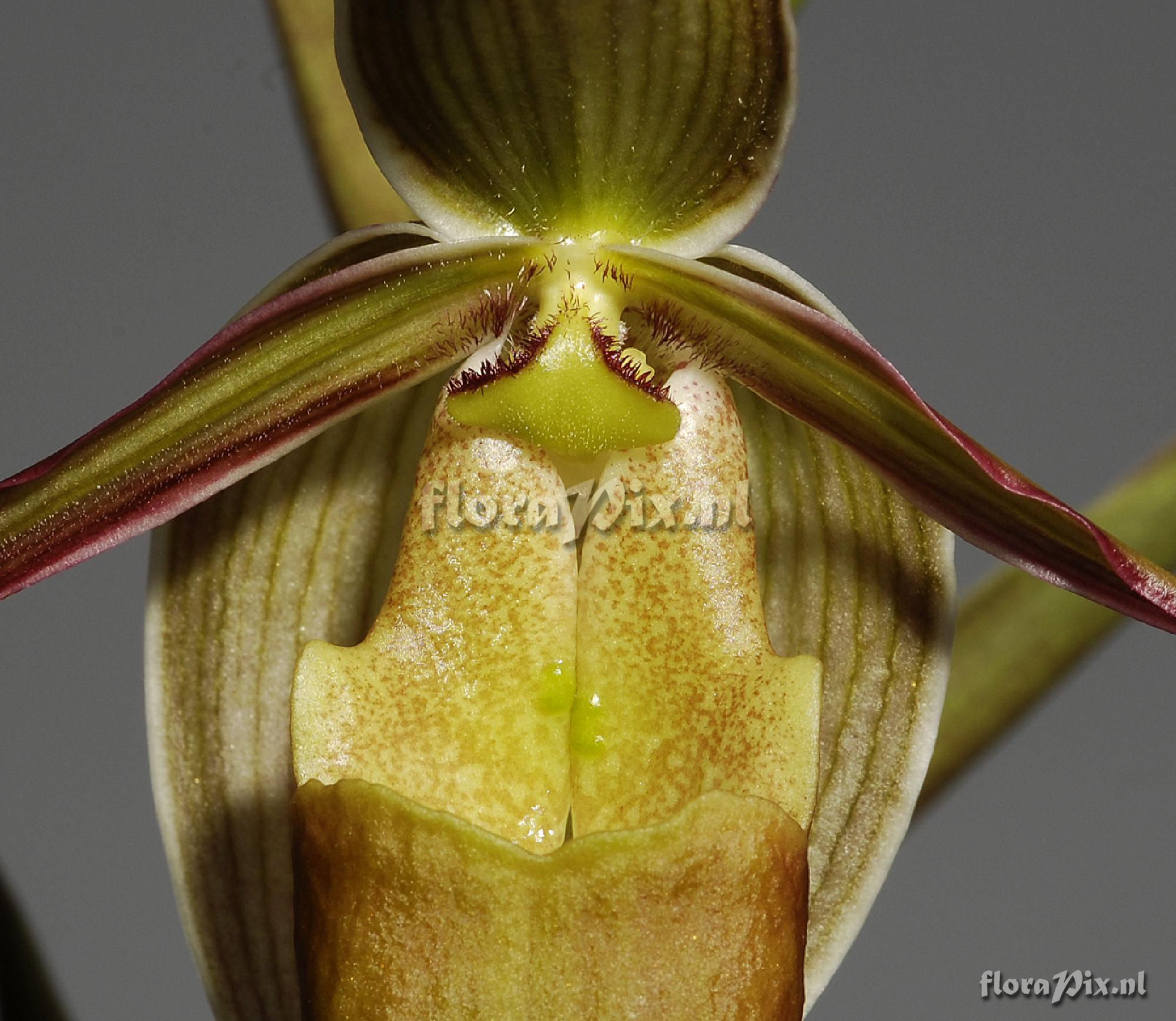 Phragmipedium longifolium