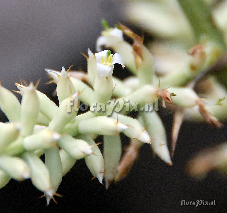 Aechmea lingulatoides