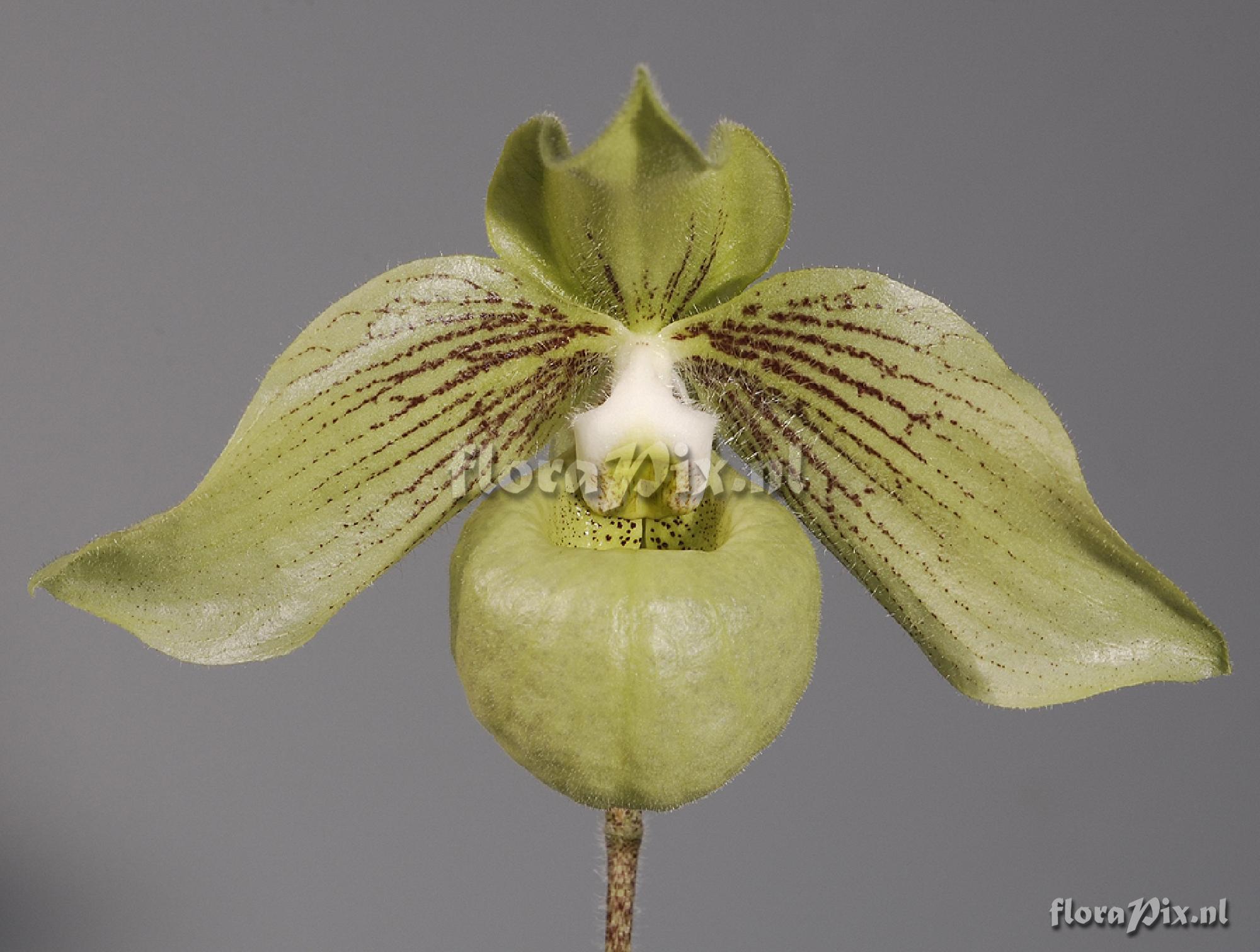 Paphiopedilum jackii