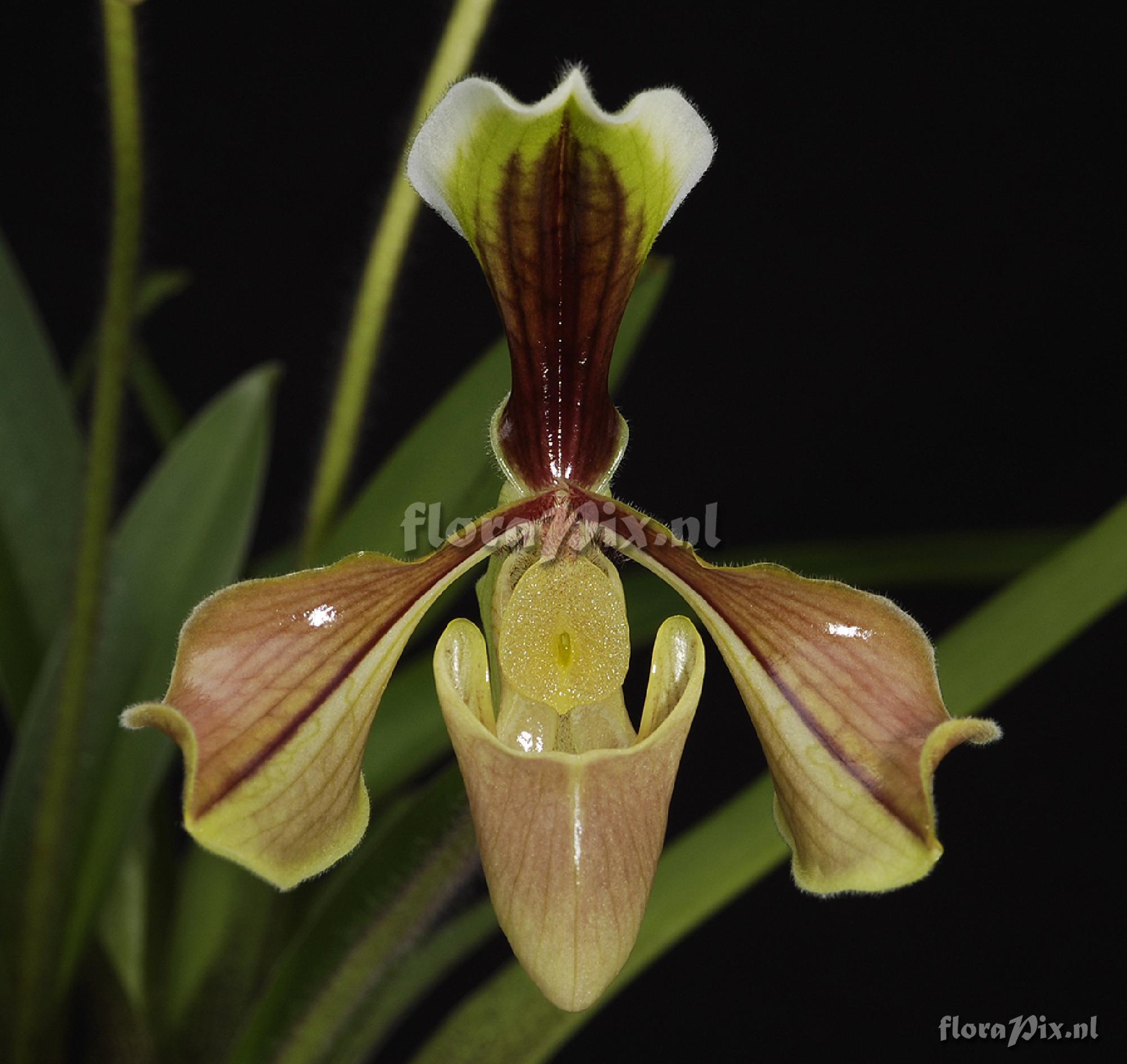 Paphiopedilum villosum